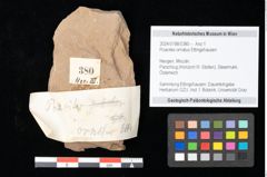 Foto (Objekt + Etikett) von Poacites ornatus Ettingshausen (NHMW-GEO-2024-0188-0380)